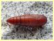 pupa Lepidottero 11 mm. - Anzio 17.9.2019 -  (2).JPG