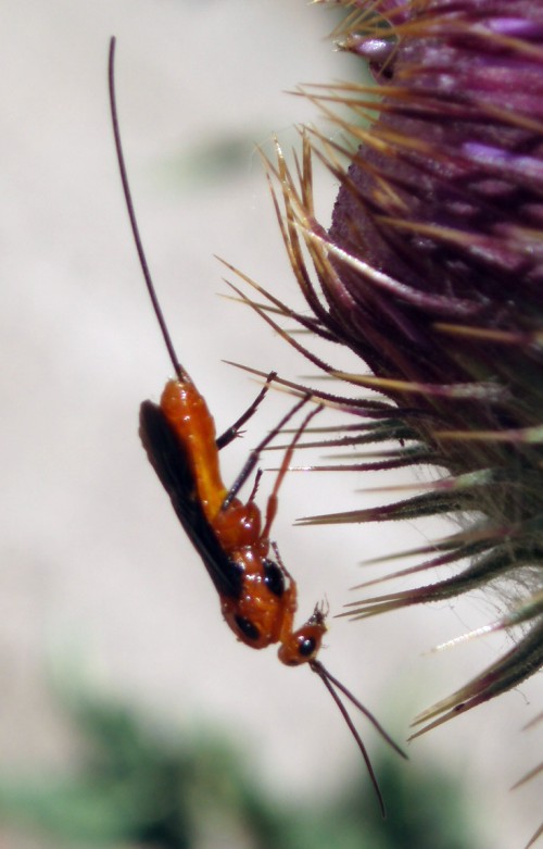 Glyptomorpha sp..jpg