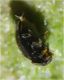 coccinellide4.jpg