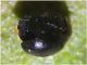 coccinellide3.jpg