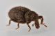 trachystyphlus alpinus curculionidae) baronessa (3).JPG