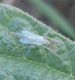 Chironomide2.jpg