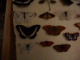 Immagine 225.gif