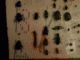 Immagine 228.gif