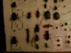 Immagine 229.gif