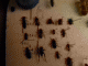 Immagine 230.gif