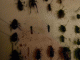 Immagine 232.gif