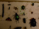 Immagine 235.gif