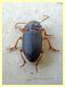 probabile Harpalus sp. - 10 mm. - Anzio - 25.8.2019 - (2).JPG
