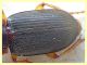 probabile Harpalus sp. - 10 mm. - Anzio - 25.8.2019 - (8).JPG