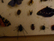 Immagine 237.gif