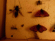 Immagine 238.gif
