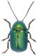 samniticus-1.jpg