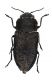 Comb2838-42zL6cr.jpg