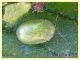 Cassida sp. - Anzio - 17.9.2019 - (2).JPG