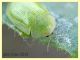 Cassida sp. - Anzio - 17.9.2019 - (18).JPG