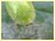 Cassida sp. - Anzio - 17.9.2019 - (13).JPG