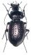 Carabus italicus 1b.jpg
