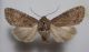 DSC01355.JPG