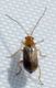 Luperus cf. flavipennis 1 (25-5-19 El Frago).jpg