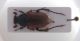 Anthipna abdominalis ssp aemiliana.jpg
