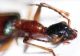 ophionea2.jpg