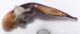 harpalus3.JPG