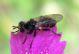 Thecophora sp. 2 (28-7-13 Trigoniero).jpg