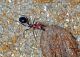 Formica rizzaculo (6).jpg