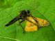Asilidae sp. SME Nord 4 VI 2018 015.JPG