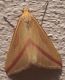 Rhodometra sacraria.jpg