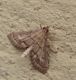 Metasia cuencalis u ophialis (1-7-09 Nueno, Hostal Monrepós).jpg