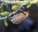 Donus sp. 2 (21-10-07 Mediana).jpg