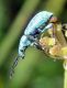 Phyllobius Arán (11-8-11 Aigüestortes).jpg