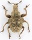 Attelabidae Attelabinae Lagenoderini Scotopsinus (Homalopsinus) RSA Nyamande 01-XII-2016 4,5mm red.jpg