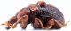 Attelabidae Attelabinae Lagenoderini Phymatopsinus Tog Blifou 05-10 6,5mm lat red.jpg