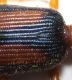 dryptinae3.jpg