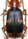 pheropsophus2.jpg