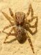 Pseudeuophrys sp. cfr SME Nord 27 IX 2019 DSCN6569.JPG