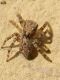 Pseudeuophrys sp. cfr SME Nord 27 IX 2019 DSCN6571.JPG