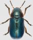 Cheilotoma-erythrostoma-femmina.jpg