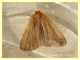 Noctuidae - Anzio 30.10.2019 - 18 mm. - (1).JPG
