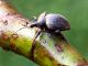 Otiorhynchus_pseudonothus - adulto - LC_OS_casa (2).jpg