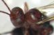 ichneumonid4.JPG