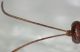 ichneumonid5.JPG