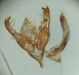 DSC01462.JPG
