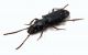 Comb2888cr-64zL6.jpg