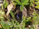 Sphenoptera_antiqua_Monte_Morra_3-VII-2010_a.jpg