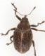 limax-maximus+-misti-029.jpg