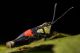 Saltamontes Perù.jpg